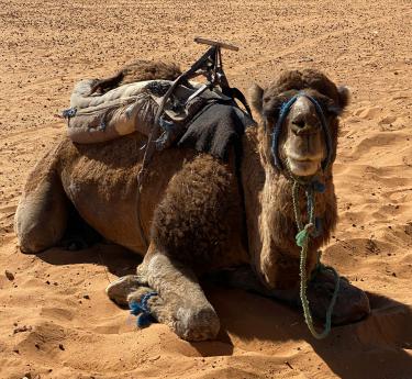 Voyage Désert Maroc 