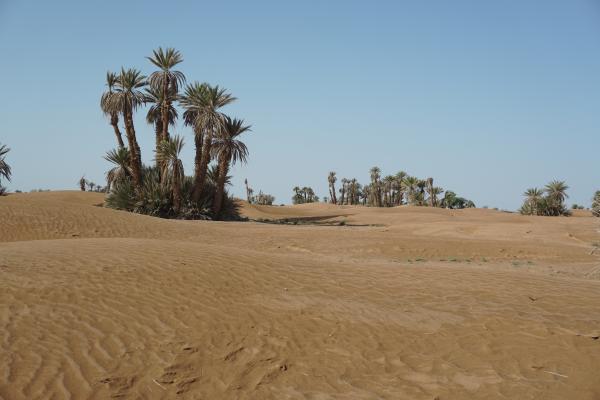 Jour 1 : M’hamid – Dunes de Sidi Naji