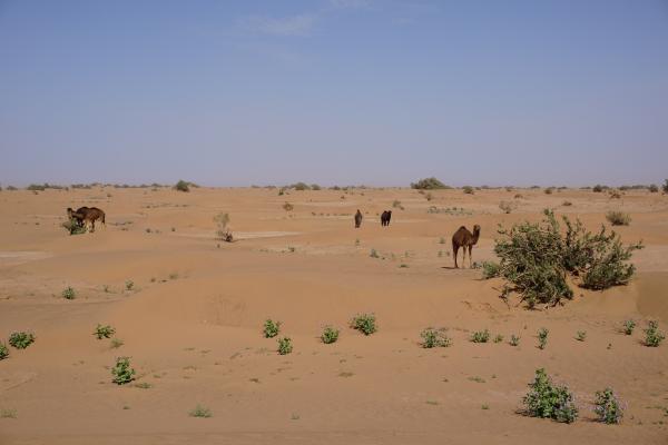 Jour 2 : Dunes de Sidi Naji – Dunes d’Azmila